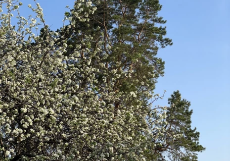 Дом 346.5 кв.м. п. Якобьевка, ул. Волжская, 1  - фото 12