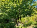 Участок 961 кв.м. тер. Московское шоссе 23 км, 345 - фото 3