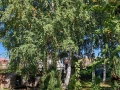 Участок 961 кв.м. тер. Московское шоссе 23 км, 345 - фото 2
