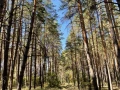 Дом 346.5 кв.м. п. Якобьевка, ул. Волжская, 1  - фото 6